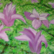 Tulip�nfa